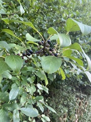 Rhamnus