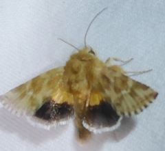 Pseudanthoecia tumida