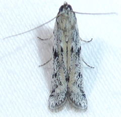 Phycitodes mucidella