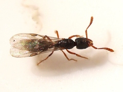 Ponera pennsylvanica
