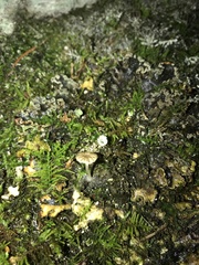 Arrhenia peltigerina