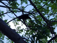 Quiscalus major westoni