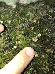 Arrhenia peltigerina