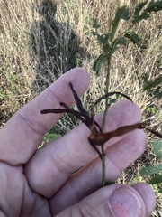 Desmanthus leptolobus
