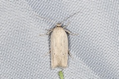 Gonioterma mistrella