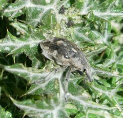 Larinus onopordi