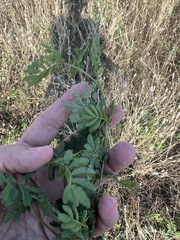 Desmanthus leptolobus