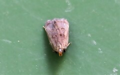 Dichomeris juncidella