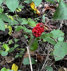 Arisaema triphyllum