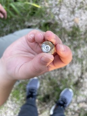 Planorbella trivolvis