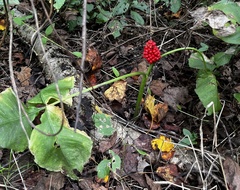 Arisaema triphyllum