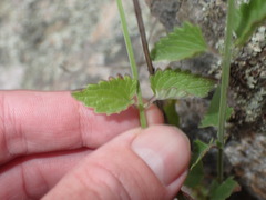Agastache breviflora