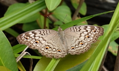 Junonia atlites