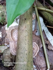 Trametes lactinea