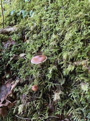 Cortinarius