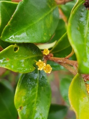 Tristaniopsis macphersonii