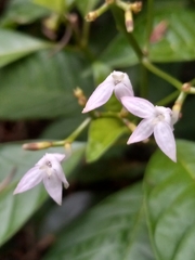Palicourea domingensis