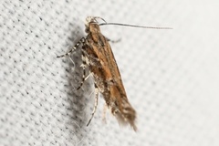 Aristotelia roseosuffusella