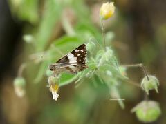 Heliopetes domicella