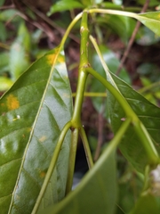 Palicourea domingensis