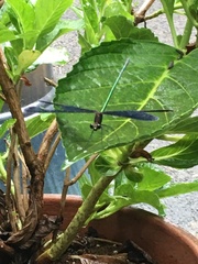 Atrocalopteryx atrata