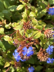 Ceratostigma