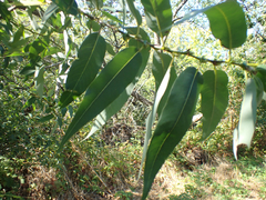 Salix lasiandra