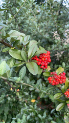 Pyracantha coccinea