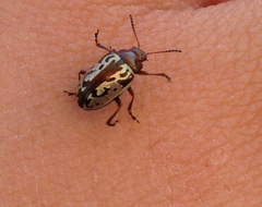 Zygogramma piceicollis