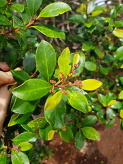 Tristaniopsis macphersonii
