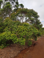 Tristaniopsis macphersonii