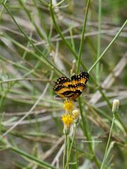 Chlosyne californica