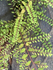 Phyllanthus caroliniensis