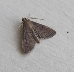 Herpetogramma