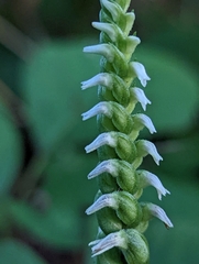 Spiranthes ovalis erostellata