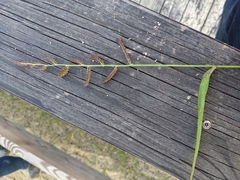 Echinochloa muricata