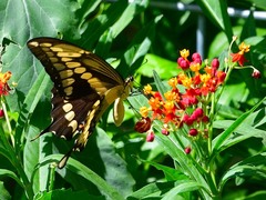 Heraclides cresphontes