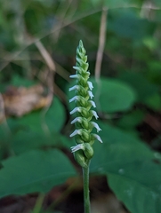 Spiranthes ovalis erostellata