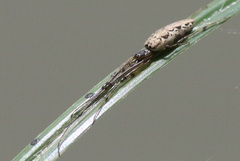 Tetragnatha laboriosa