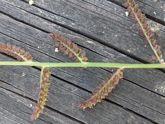 Echinochloa muricata