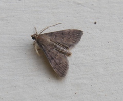 Herpetogramma