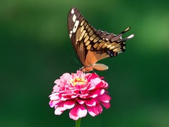 Heraclides cresphontes