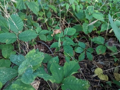 Spiranthes ovalis erostellata