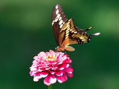 Heraclides cresphontes