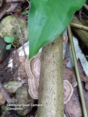 Trametes lactinea
