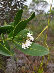 Melodinus balansae