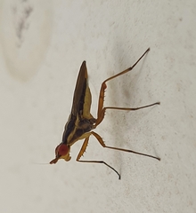 Neriidae
