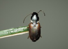 Stenolophini