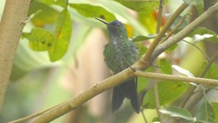 Thalurania glaucopis