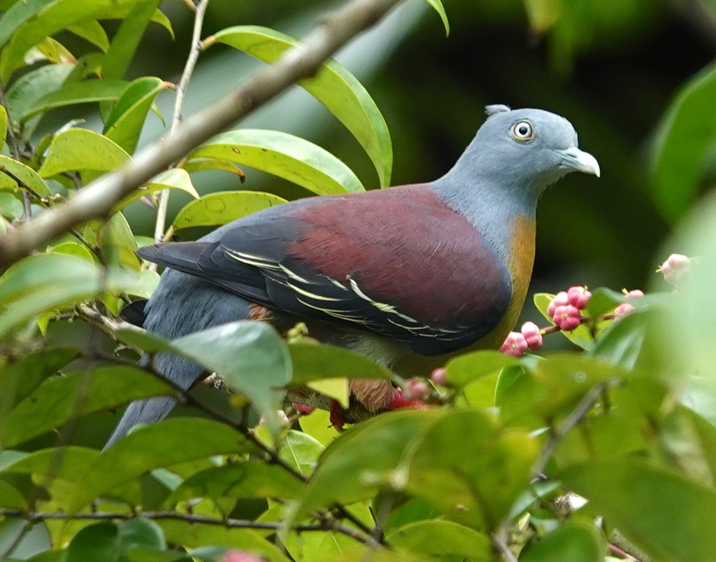 Little Green Pigeon